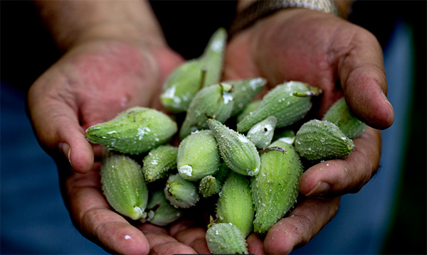 World War II: Milkweed Pod Drive Offered Cash to Children