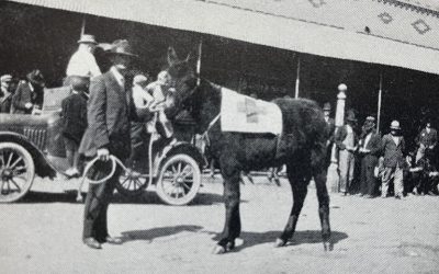 Coffey Centennial (1856-1956): Coffey Colt Show