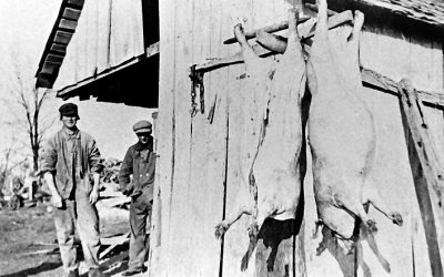 Hogs Worthless, Yet Surplus Pork Feeds the Hungry