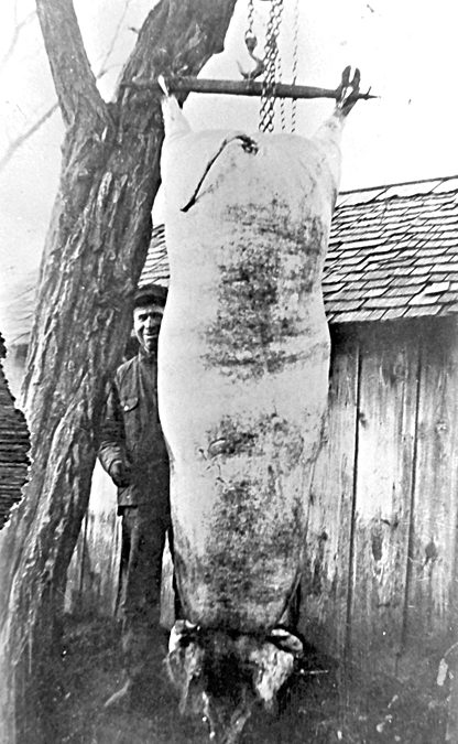 Great Depression: The Corn-Hog Program of 1933
