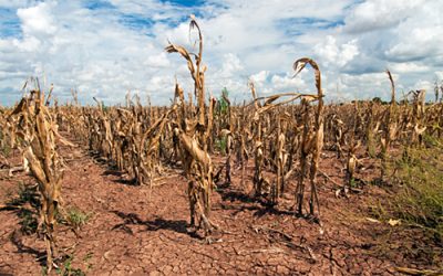 Great Depression: Drought Makes Poor Field Corn