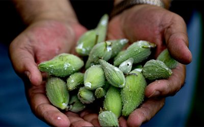 World War II: Milkweed Pod Drive Offered Cash to Children