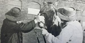 1990 - Maj. Cox Examines Smoote's Horse