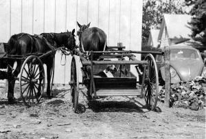 Amish at Jamesport