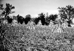Harvest at Jamesport