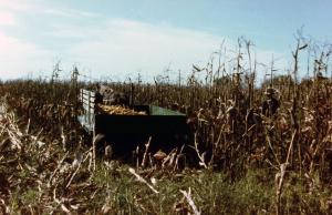 Harvesting Corn
