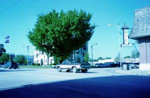 Courthouse Elm Tree