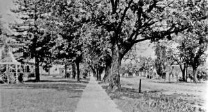 Tree-lined Street in Gallatin, MO